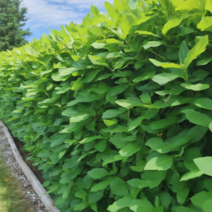 10 Fast Growing Privacy Shrubs Ideas to Create a Cozy Oasis - DIYCozy