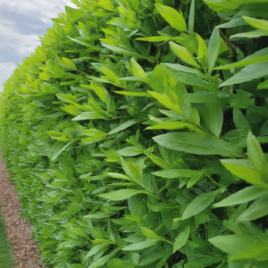 10 Fast Growing Privacy Shrubs Ideas to Create a Cozy Oasis - DIYCozy